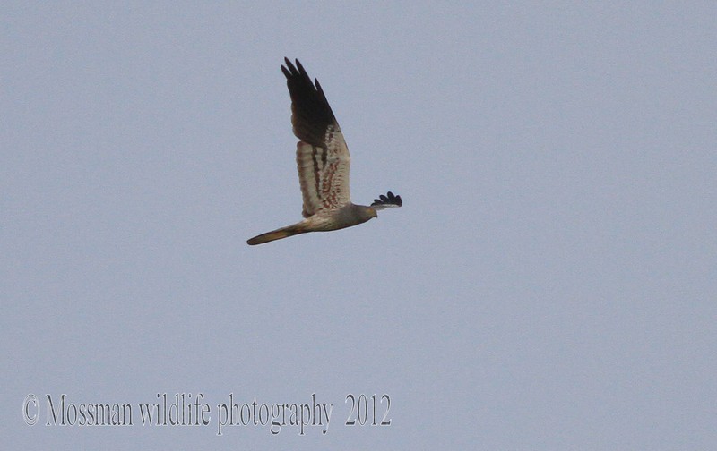 Montagu's Harrier