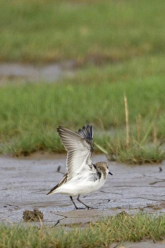 Semipalmated Sandpiper