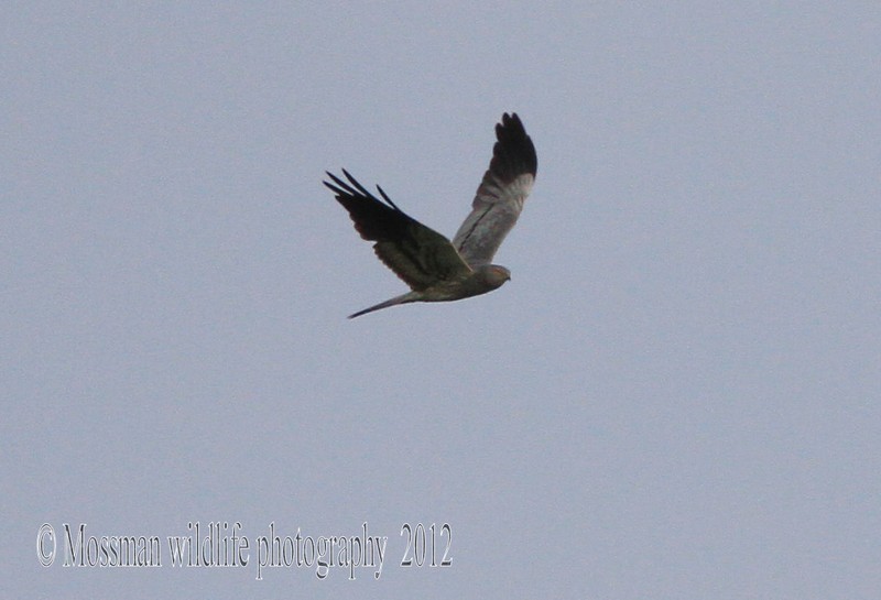Montagu's Harrier