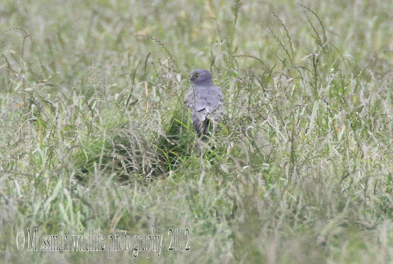 Montagu's Harrier