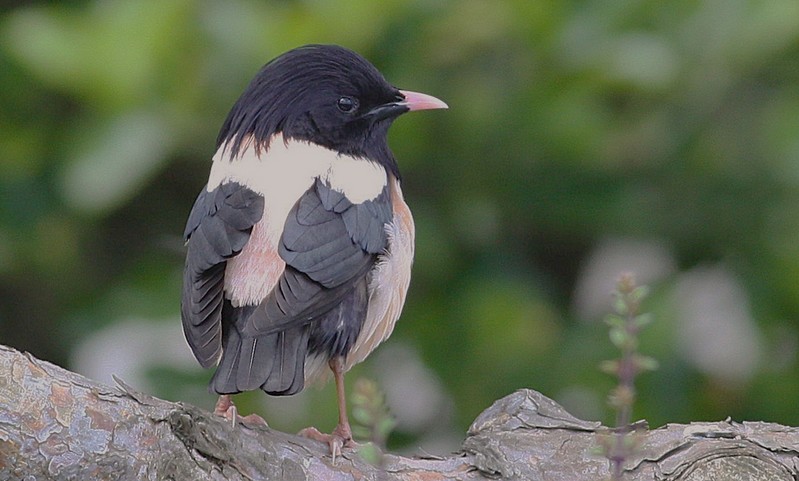 Rose-coloured Starling