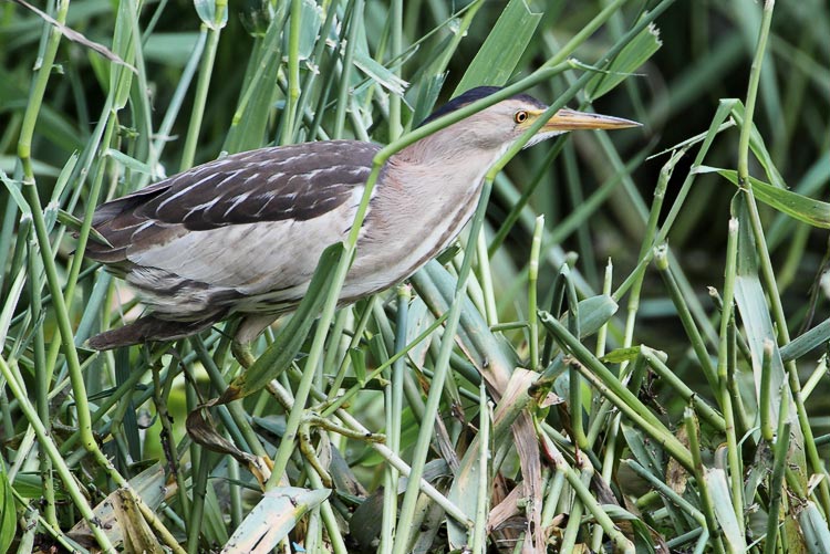 Little Bittern