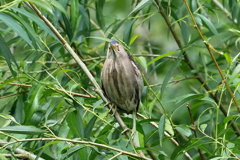 Little Bittern
