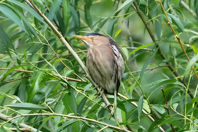 Little Bittern