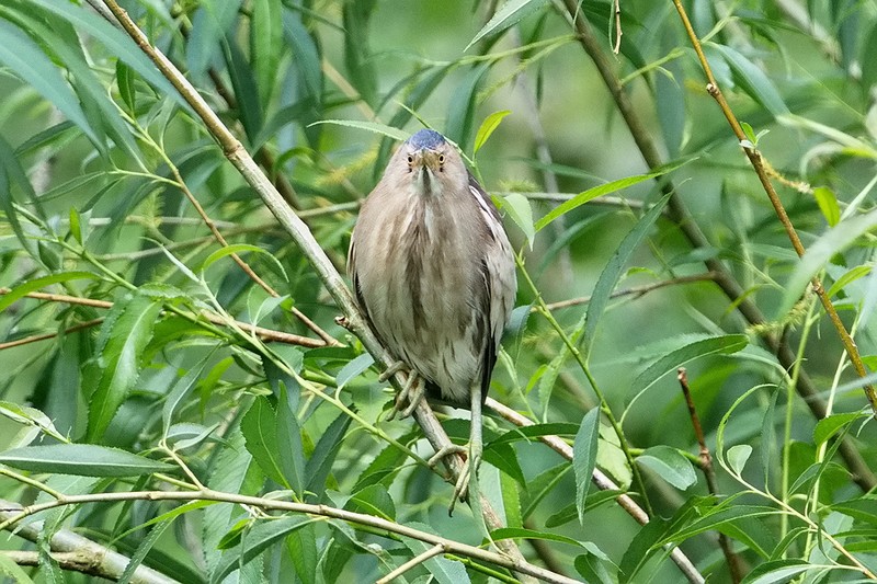 Little Bittern