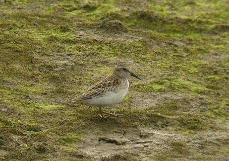 Least Sandpiper
