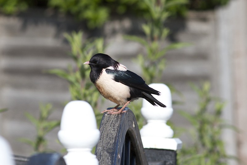 Rose-coloured Starling