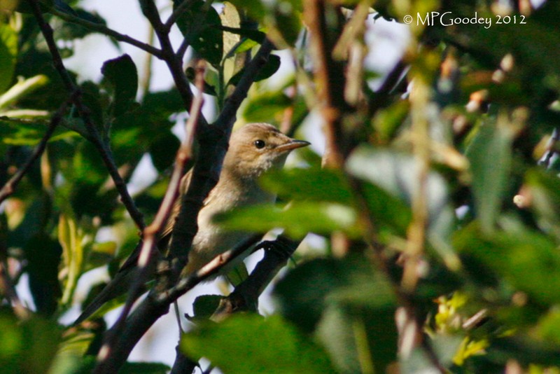 Marsh Warbler