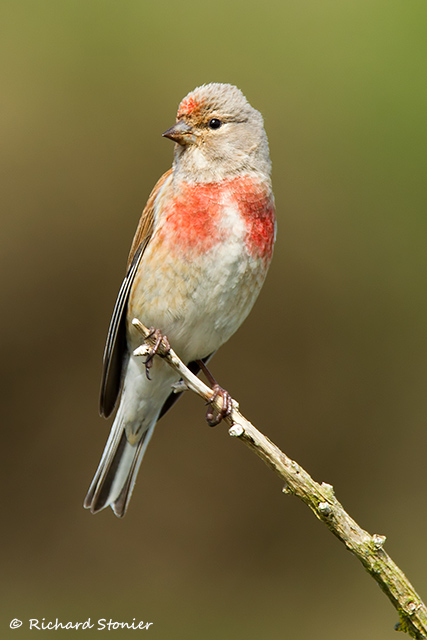 Linnet