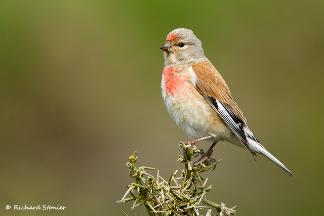 Linnet