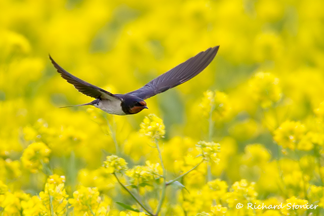 Swallow