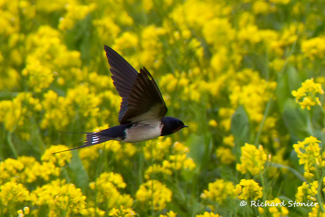 Swallow