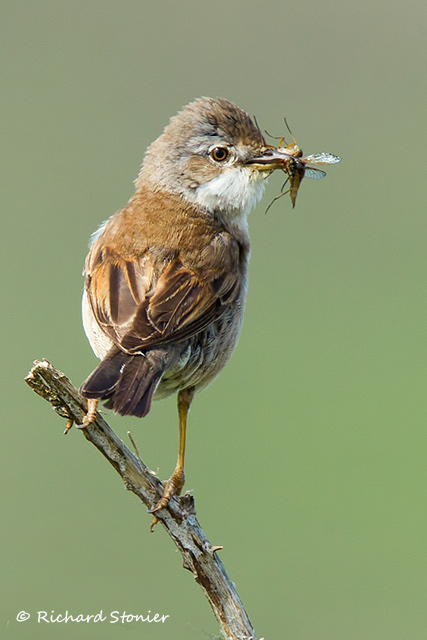 Whitethroat