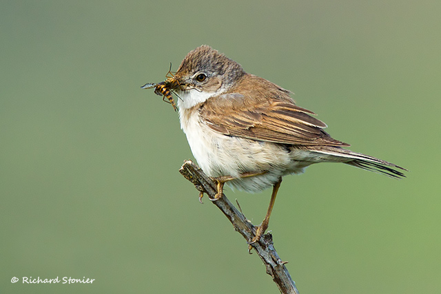 Whitethroat