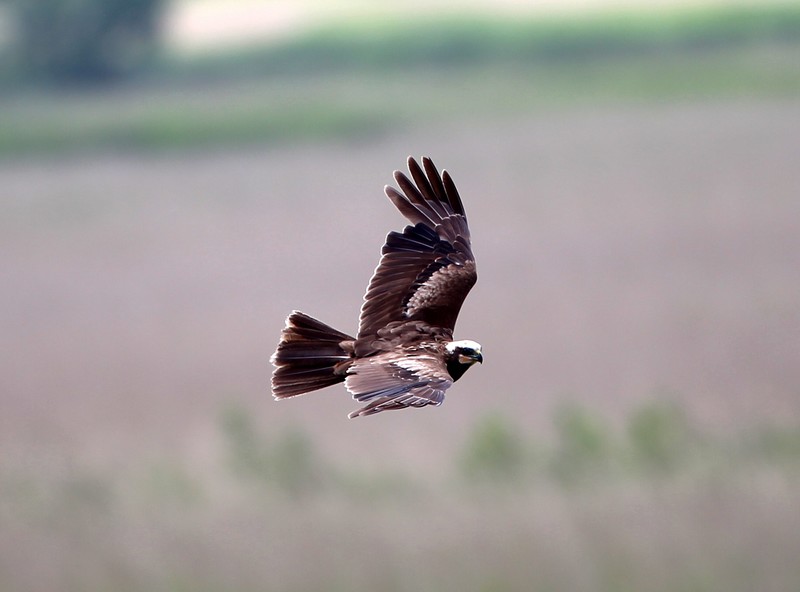 Marsh Harrier