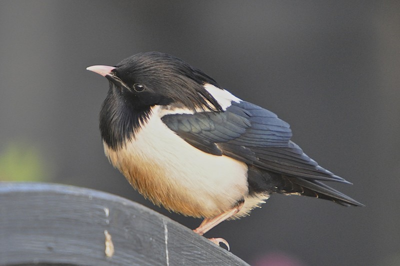 Rose-coloured Starling