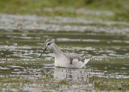 Wilson's Phalarope