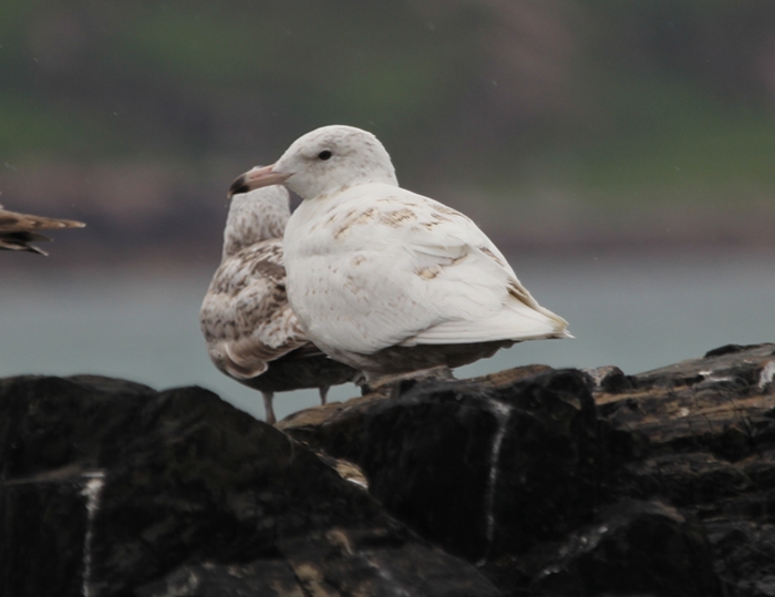 Glaucous Gull