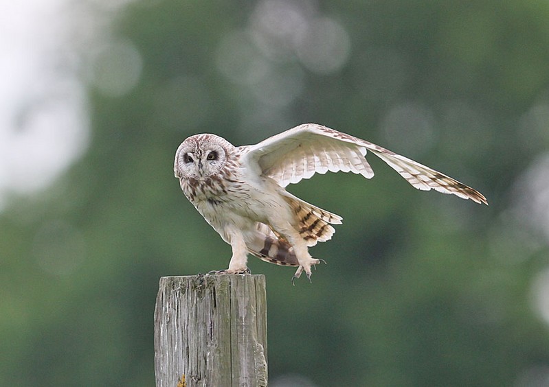 Short-eared Owl