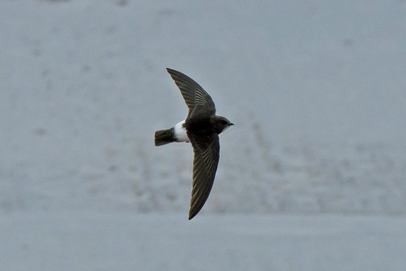 Little Swift