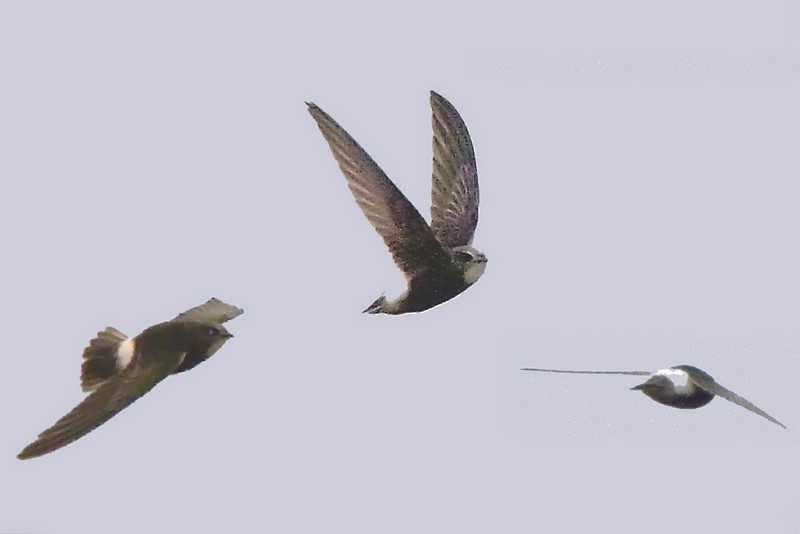 Little Swift