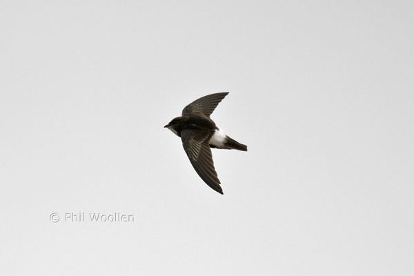 Little Swift