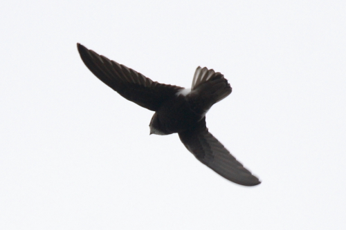 Little Swift