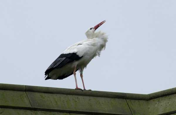 White Stork