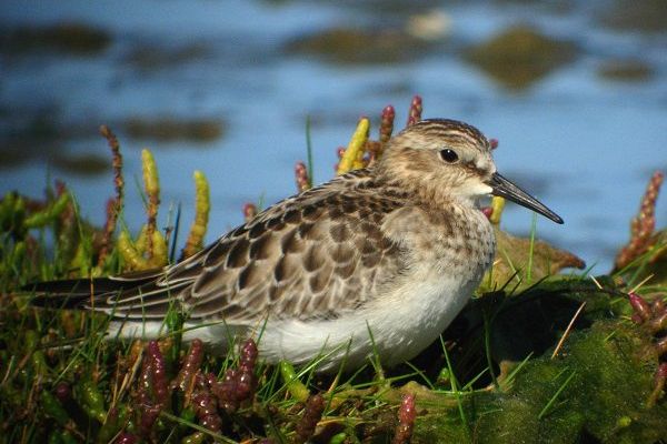 Baird's Sandpiper