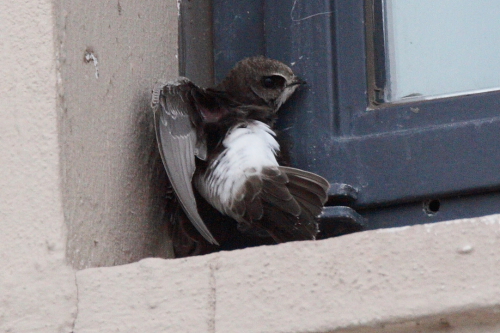 Little Swift
