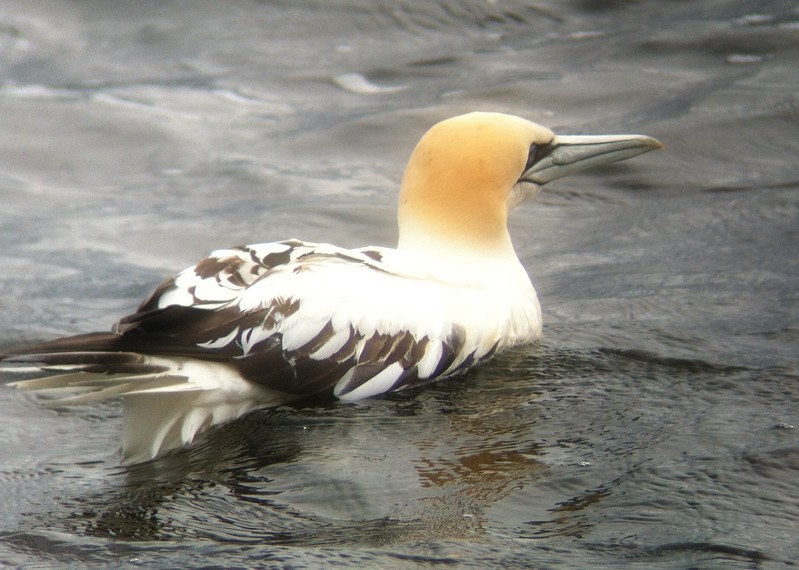 Gannet