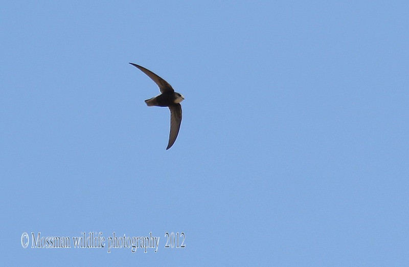 Little Swift