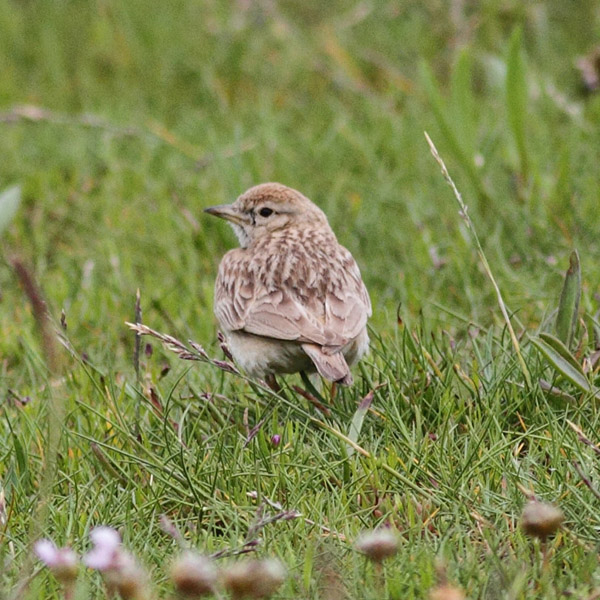 Short-toed Lark