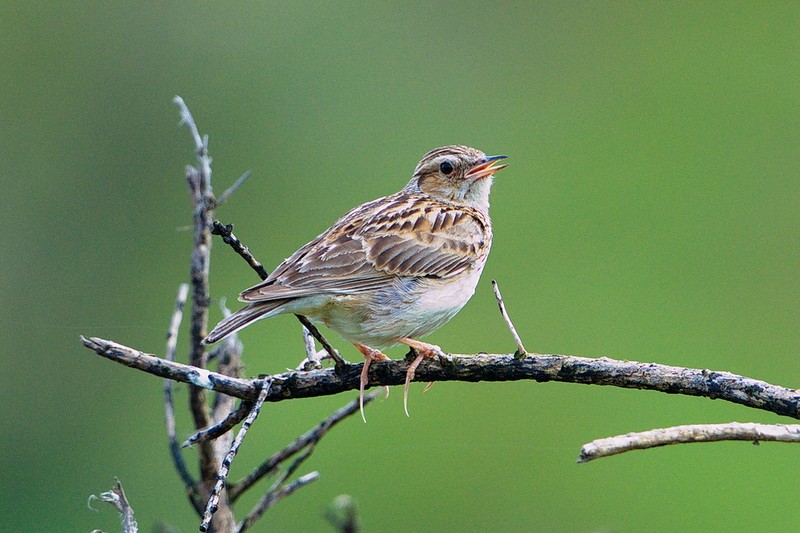 Woodlark