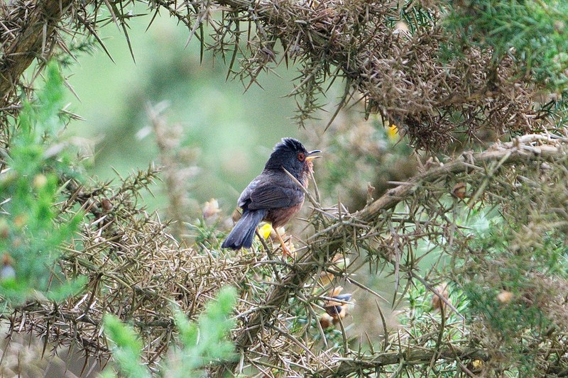 Dartford Warbler