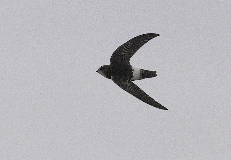 Little Swift