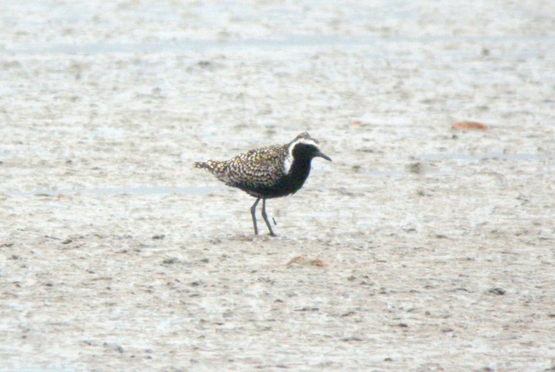 Pacific Golden Plover