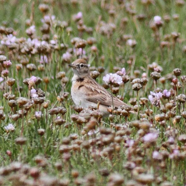 Short-toed Lark