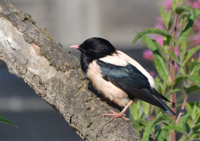 Rose-coloured Starling