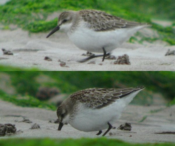 Semipalmated Sandpiper