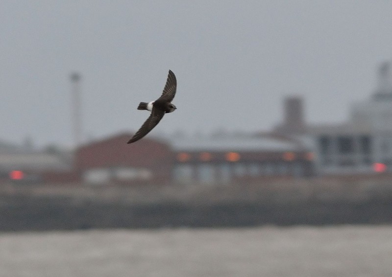 Little Swift
