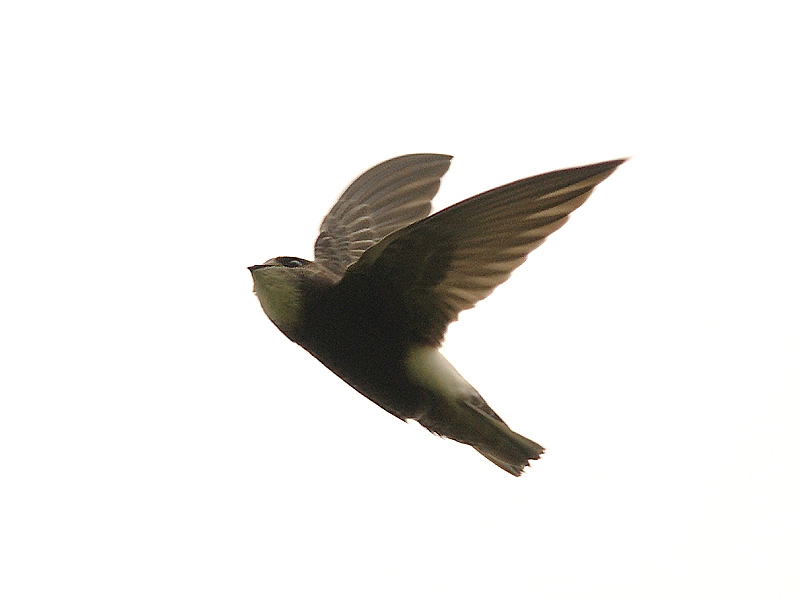 Little Swift