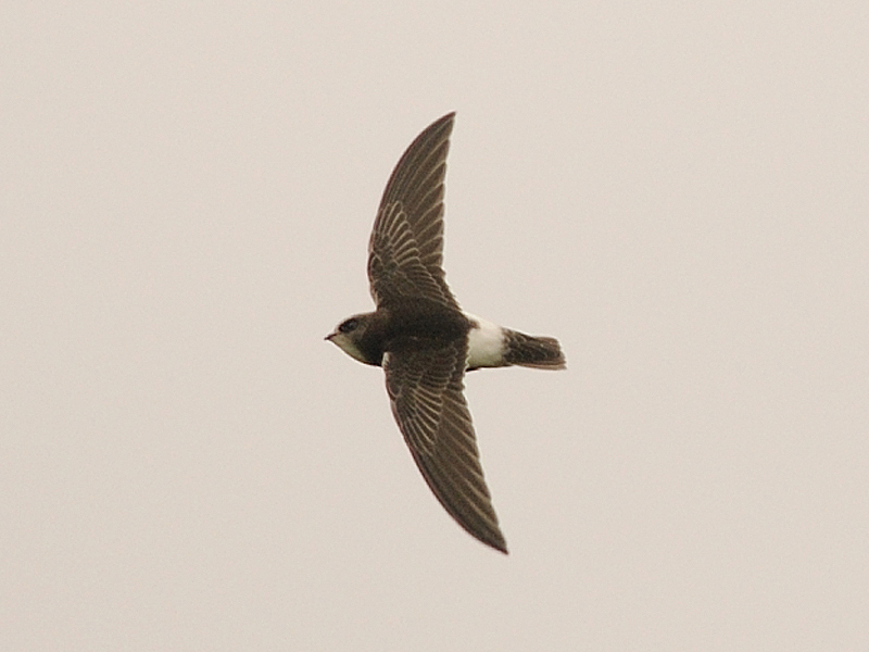 Little Swift
