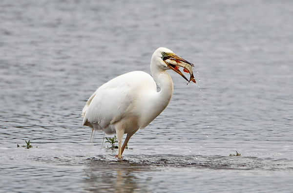 Great White Egret
