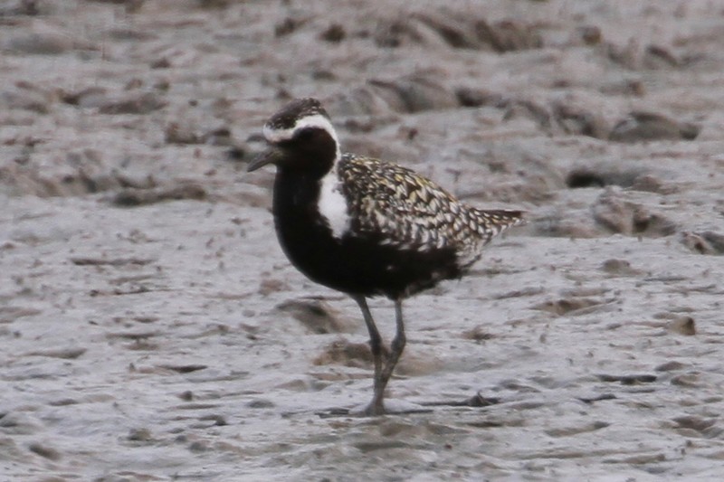 Pacific Golden Plover