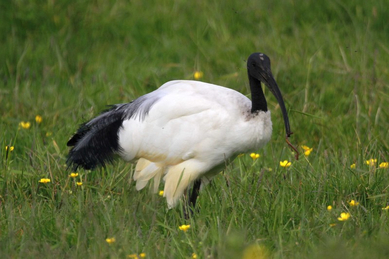 Sacred Ibis