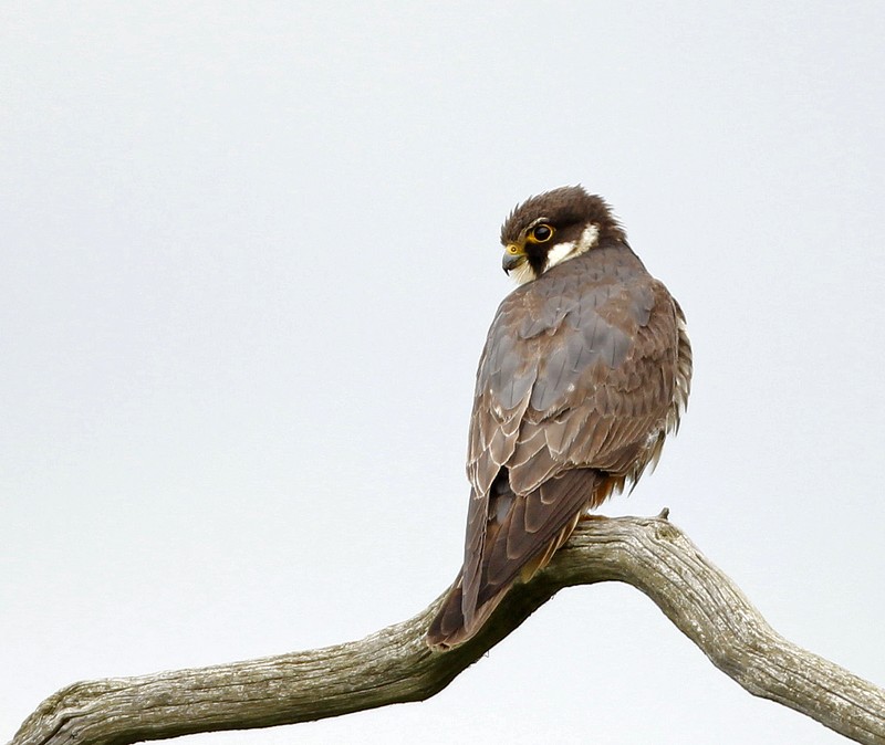 Hobby