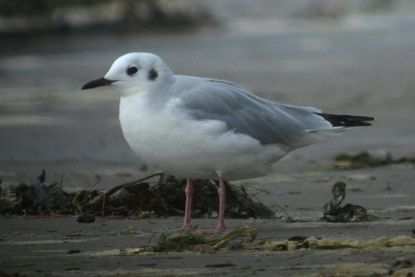 Bonaparte's Gull