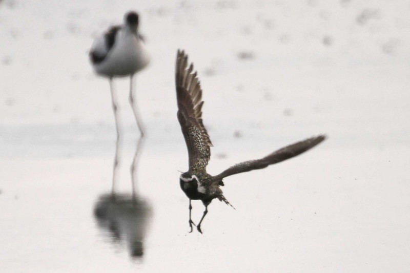 Pacific Golden Plover