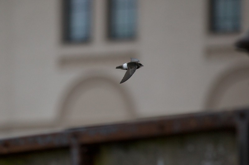 Little Swift